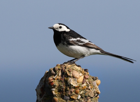 Pied wagtail