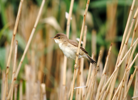 Reed warbler