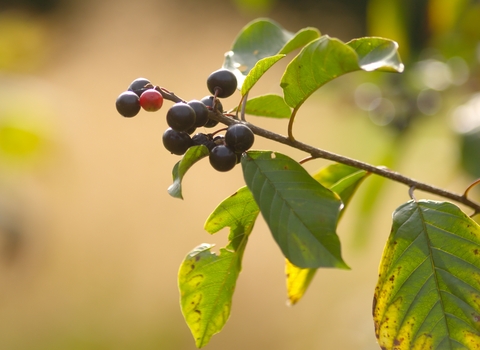 Alder Buckthorn