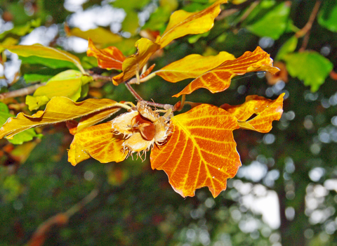 Common Beech