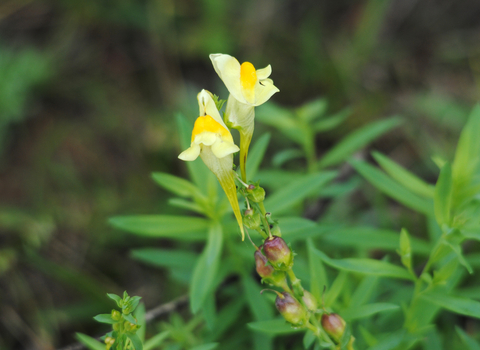 Common Toadflax