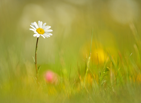 Oxeye Daisy