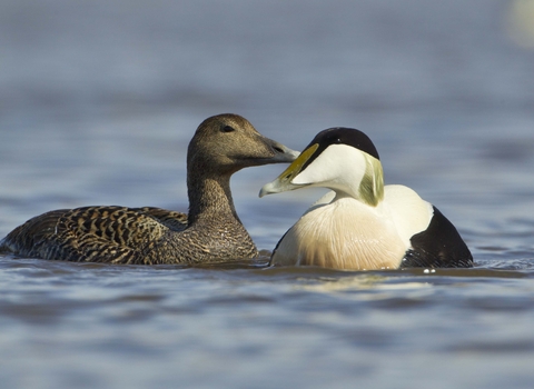 Eider