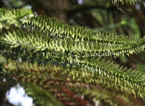 Monkey-puzzle