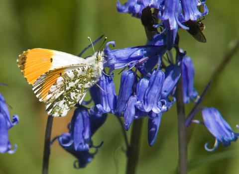 Orange-tip Butterfly