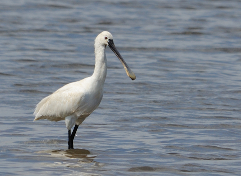 European Spoonbill