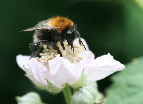 Tree Bumblebee