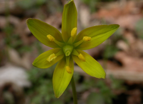 Yellow Star-of-Bethlehem