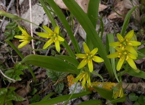 Yellow Star-of-Bethlehem