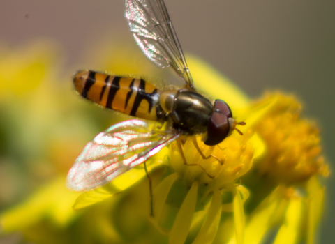 Marmalade Fly