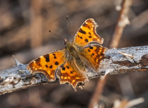 Comma copyright Steven Cheshire (WWT)