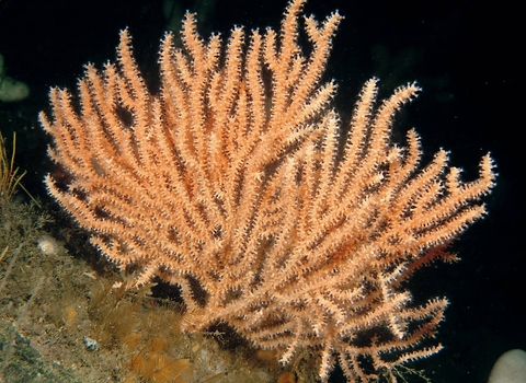 Pink sea fan