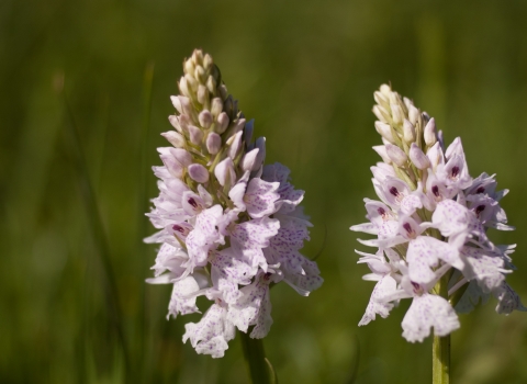 Orchid at Shadowbrook Meadow Simon Phelps