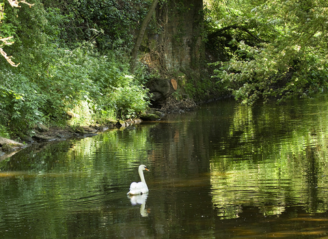 Swan Friends of the River Arrow