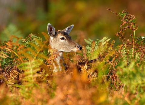 Roe deer Russell Finney photography