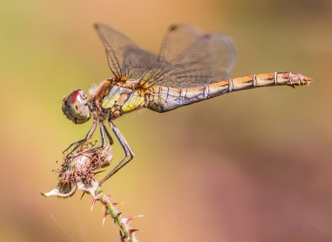 Photo comp 2018 Common Darter female Helen Scarsbrook