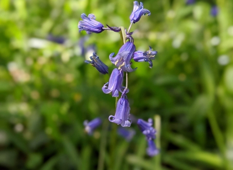 Bluebell Cawston Woods Peter Barrack