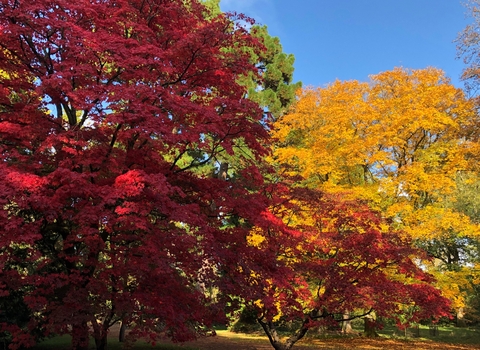 Autumn tree colours