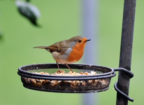 vine house farm bird feeders