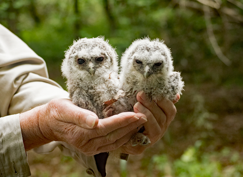 Tawny owl chicks