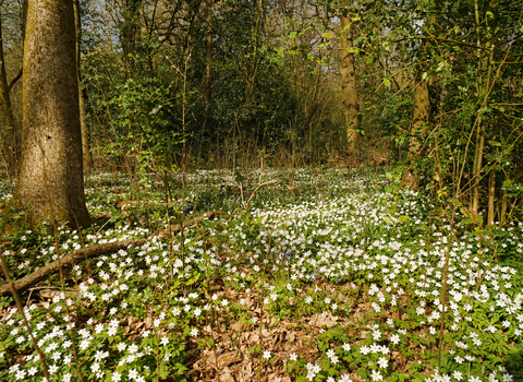 Rough Hill Wood