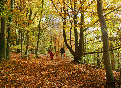 Autumn walk