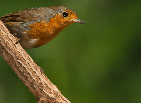 A robin on a branch