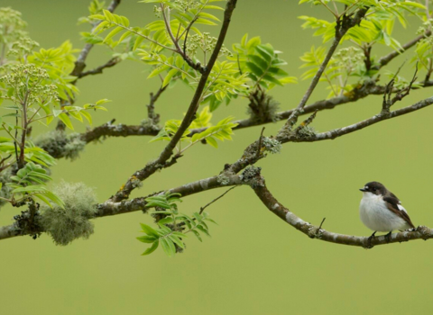 Photo of a pied flycatcher