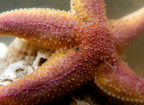 starfish