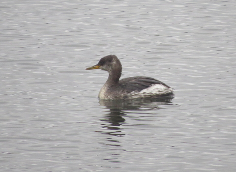 A red-necked grebe in its dusky winter plumage, drifting along a lake